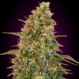 Zkittlez Autoflowering