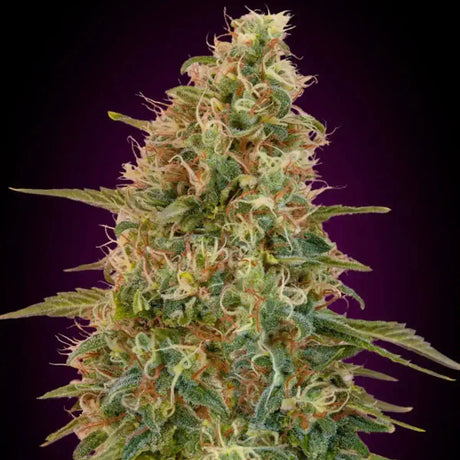 Zkittlez Autoflowering