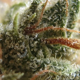 Zkittlez x Gorilla