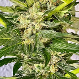 Zkittlez